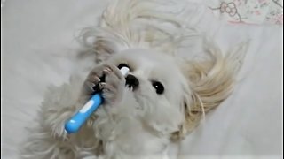 Maltese puppy adorably plays with owner's toothbrush