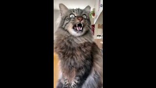 Funny cat voices