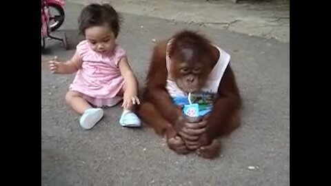 Watch An Adorable Toddler Try To Steal This Baby Orangutan's Milk
