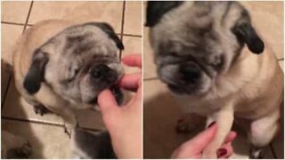 Blind pug gets a new chance at life