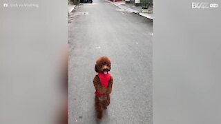 Il cane che cammina su due zampe!