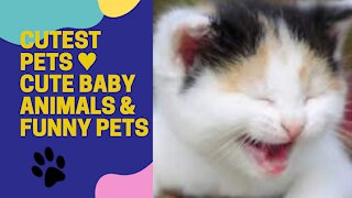 Cutest Pets Cute Baby Animals & Funny Pets 2021