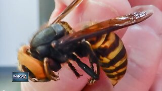 Asian Giant Hornets found in the United States