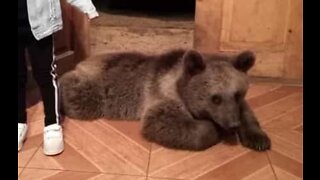 Family looks after orphaned bear
