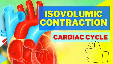 The Cardiac Cycle Phase 2 - Isovolumetric Ventricular Contraction