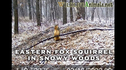 Eastern Fox Squirrel Eating on Small Mound in Snowy Woods Video