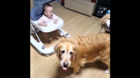Baby Can't Stop Laughing At Dog's New Trick