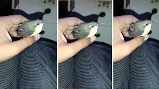 RESCUED a Humming Bird | Save a Bird