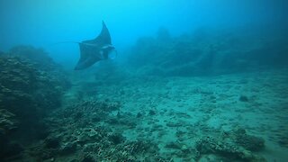 Diving with manta ray off the coast of Maui