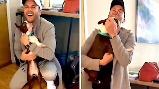 Boston Terrier overwhelmed when owner returns home from vacation