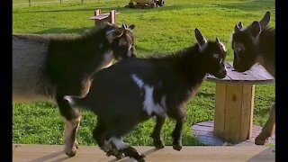 Baby goats get excited for their new parkour obstacle course