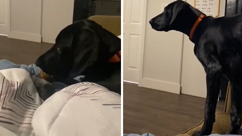 Dog has epic reaction when her favorite movie comes on