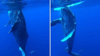Krill-er Moves! Free-diver’s Once In A Lifetime Encounter Dancing With Humpback Whale Calf Who Pirouettes Before Him