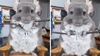 Chinchilla shows off adorable workout routine