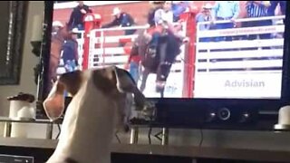 Dog mimics rodeo's bucking horse