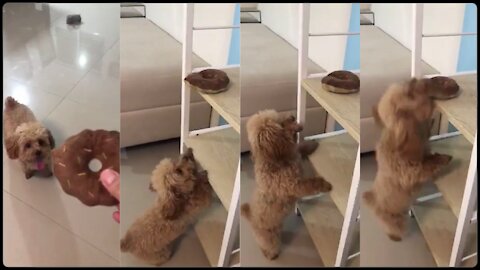 Toy Poodle jumped high as she can to get her favorite toy