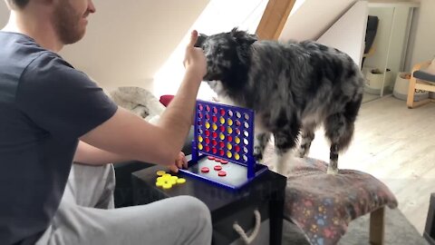 Smart dog plays full round of Connect Four against his owner