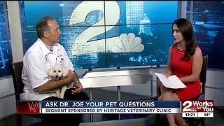 Ask Dr. Joe: Answering your pet questions
