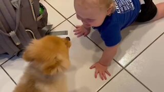 Baby boy truly loves his Pomeranian puppy