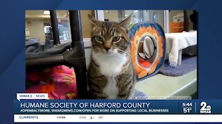 Baja the cat is up for adoption at the Humane Society of Harford County