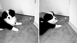 Border Collie puppy loves to play with door stopper