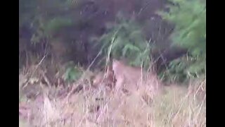 Mountain Lion Attack - Slow Motion - Takes 100 Pound Pig