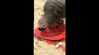 Creative parrot makes a very special Valentine