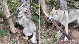 Epic fail: Wolfdog runs with huge stick between two trees