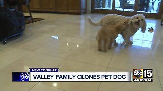 Valley family clones pet dog