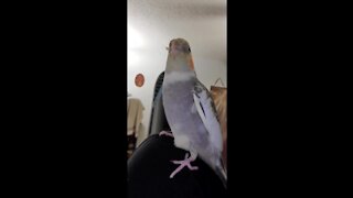 Cute bird just loves to dance for the camera