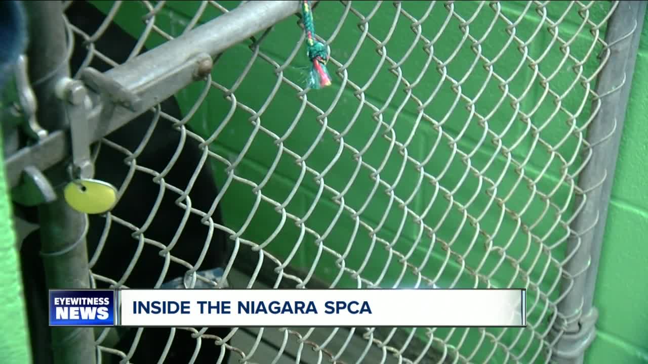 Inside the Niagara SPCA