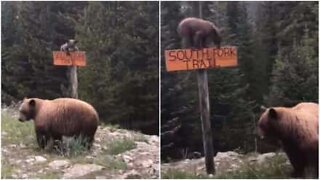 Søt bjørnunge er veldig flink til å klatre