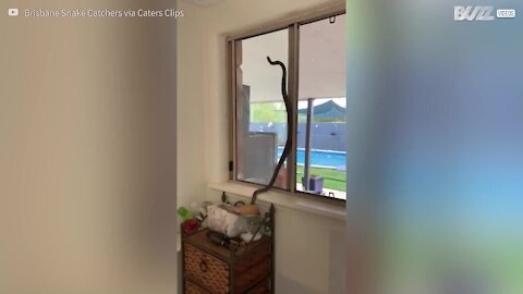 Cobra mais venenosa do mundo entra numa casa privada