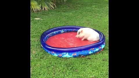 Water-Loving Pig Plays In His New Pool