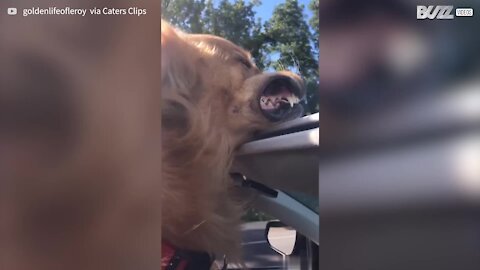 Cão adora apanhar ar em passeio de carro