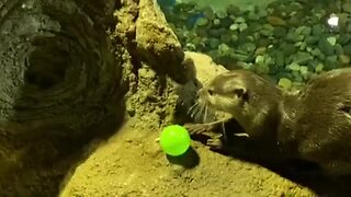 Otters at the Odysea Aquarium enjoy Easter egg hunt