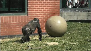 Young Gorilla Plays With A Big Ball