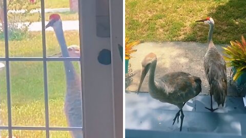 Sandhill crane knocks on door for human's attention