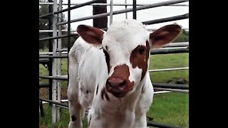 Fancy Texas Longhorn Baby Calf