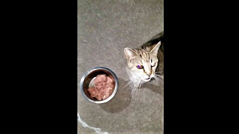 Tiger stopped by to eat. She is looking skinny & scared. タイガーが食事に立ち寄ってくれました。痩せこけて怖い顔をしています。
