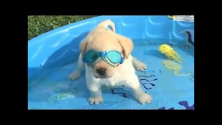 Cute Puppies Doing Funny Things 2021#Cutest Dogs