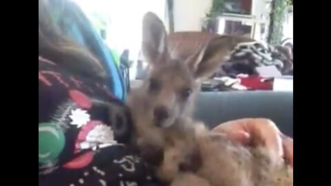 Baby Roo having a belly scritch.