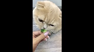 Cat “Tony” eating broccoli
