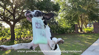 Great Dane performs epic newspaper delivery zoomies