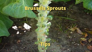 brussels sprout tip