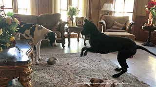 Puppy tries to ignore foot-stomping Great Dane