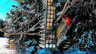 Colorful woodpecker & blue jays share feast at bird feeder