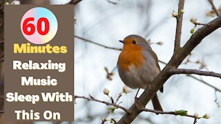 60 Minutes Of Relaxing Music For Sleep With Beautiful Footage Of Birds