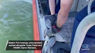 Coast Guard Turtle Rescue with subs