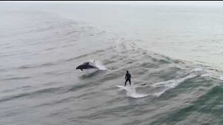 Surfer shares wave with dolphins